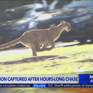 Mountain lion finally captured in Brentwood after hours long chase