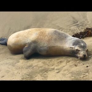 SEA LIONS BATTLING DEADLY TOXIN ACROSS SOUTHERN CALIFORNIA COAST I 11PM SHOW