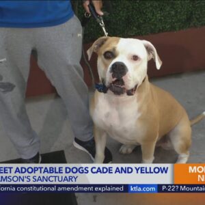 Samson's Sanctuary rescue dogs Cade and Yellow are looking for families