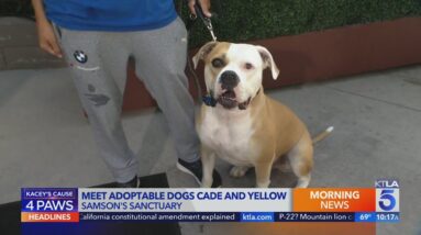 Samson's Sanctuary rescue dogs Cade and Yellow are looking for families