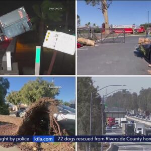 Santa Ana winds topple trees and overturn semi trucks in Southern California