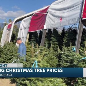 Anthony's Christmas Trees delights customers, despite drought impacts