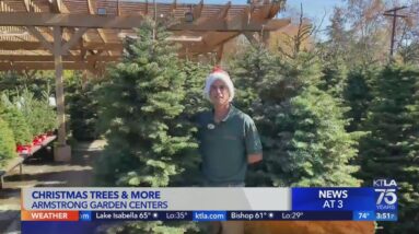 Christmas Season at Armstrong Garden Centers