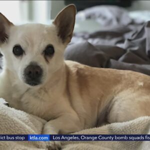 Dog in L.A. named ‘World’s Oldest’ by Guinness World Records