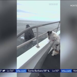 Dog meets friendly whale on whale watching excursion in Monterey Bay