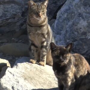 Free-roaming cats makes themselves at home along coast