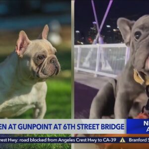 French Bulldogs stolen at gunpoint on 6th Street Bridge
