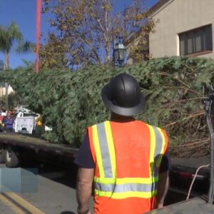 Holiday tree arrives in downtown Santa Barbara