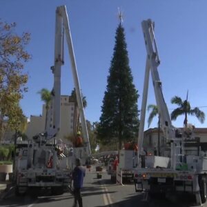 Holiday tree arrives in Santa Barbara giving the area a business boost
