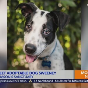 Kacey's Cause highlights adoptable dog Sweeney from Samson's Sanctuary