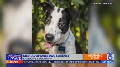 Kacey's Cause highlights adoptable dog Sweeney from Samson's Sanctuary