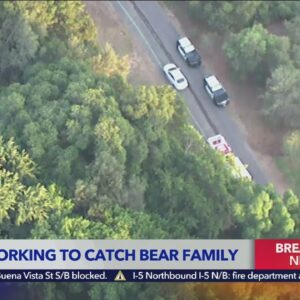 L.A. Arboretum evacuated after three bears sighted