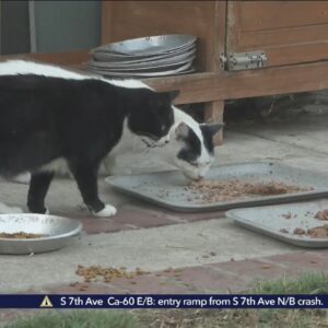 Feral cat population in Los Angeles estimated at 1 to 3 million, animal advocates say