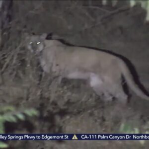 Mountain lion attacks dog while walking in Hollywood Hills