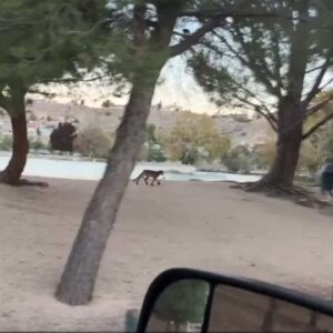 Mountain lion captured on video in Hesperia