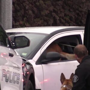 Police K9 jumps through car window to subdue suspect