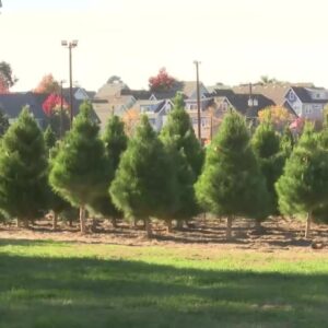 Nipomo Christmas tree farm opens for the season, celebrating its 60th year in business