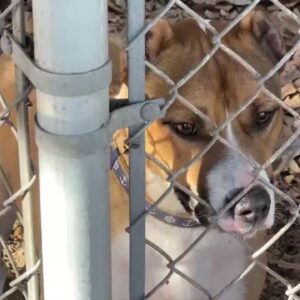 Santa Barbara Humane hosts first ever walk-in dog adoption