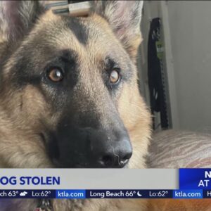 Service dog stolen in Long Beach