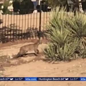 Warning issued after mountain lion captured on video in Hesperia
