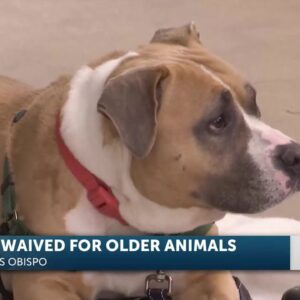 Woods Humane Society waiving adoption fees for senior pets in November