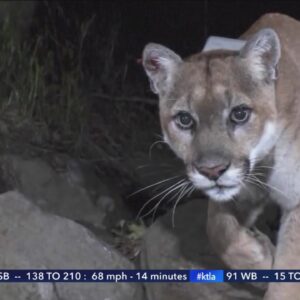 Wildlife officials plan to capture L.A.'s famous mountain lion, P-22, after it killed a leashed dog