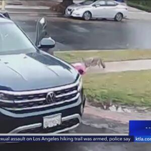 After coyote attack in Los Angeles, residents given tips to reduce likelihood of future encounters