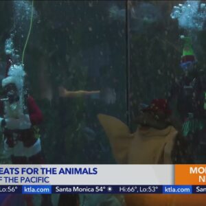 Aquarium of the Pacific celebrates the holidays