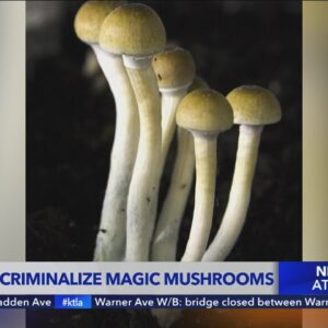 Bill to decriminalize magic mushrooms