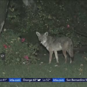 Coyote attack concerns