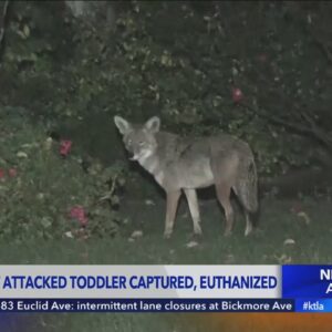 Coyote that attacked 2-year-old in Woodland Hills captured and killed