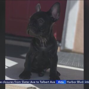 French bulldog stolen from vehicle in Hesperia