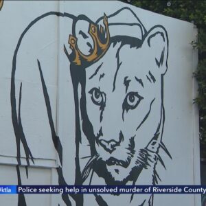 Giant mural honoring famed Los Angeles mountain lion P-22 debuts