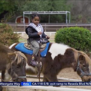 Griffith Park ponies find new homes