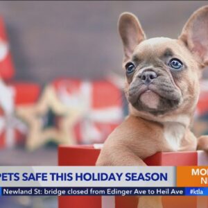 How to keep pets safe during the holidays