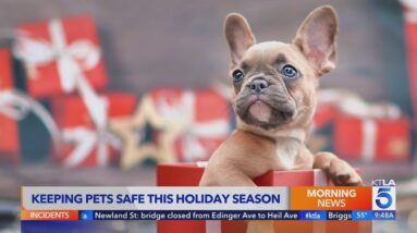 How to keep pets safe during the holidays