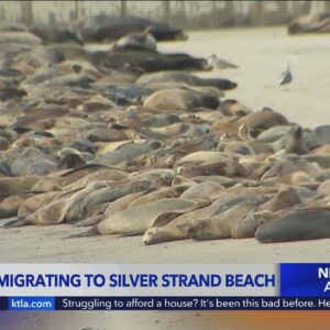 Hundreds of sea lions are taking over a beach in Ventura County