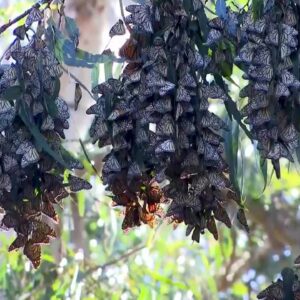 State park officials see up to over 24,000 monarch butterflies so far at Pismo Beach’s ...