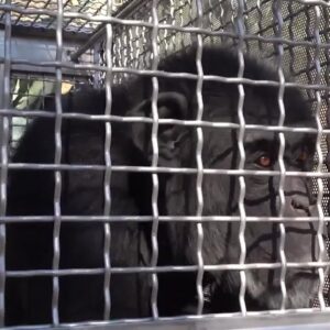 10 chimpanzees stranded at shuttered California sanctuary finally relocated