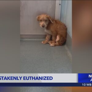 Investigation underway after puppy mistakenly euthanized