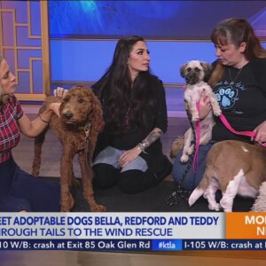 Kacey’s Cause: Meet adoptable dogs Bella, Redford and Teddy