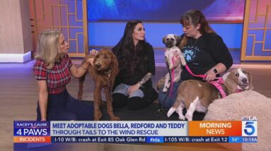 Kacey’s Cause: Meet adoptable dogs Bella, Redford and Teddy