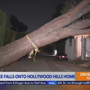 Massive tree topples onto home in Hollywood Hills