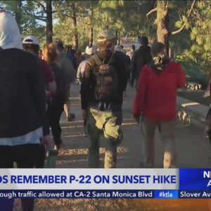 Memorial hike planned in Griffith Park to honor P-22