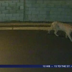 Mountain lion attacks dog in Silver Lake