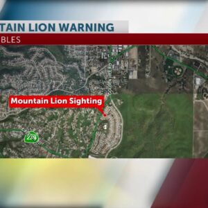 Mountain lion sighted in Paso Robles