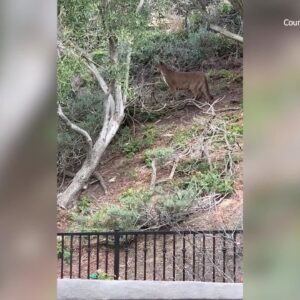 Mountain lion spotted in Mission Viejo