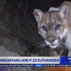 Famed Los Angeles mountain lion P-22 euthanized; cougar had been struck by car