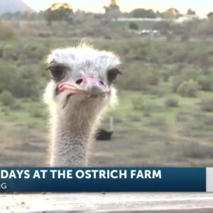 Ostrichland USA sees larger crowds during holiday season