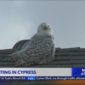 Rare snowy owl sighting in Orange County captivates local residents
